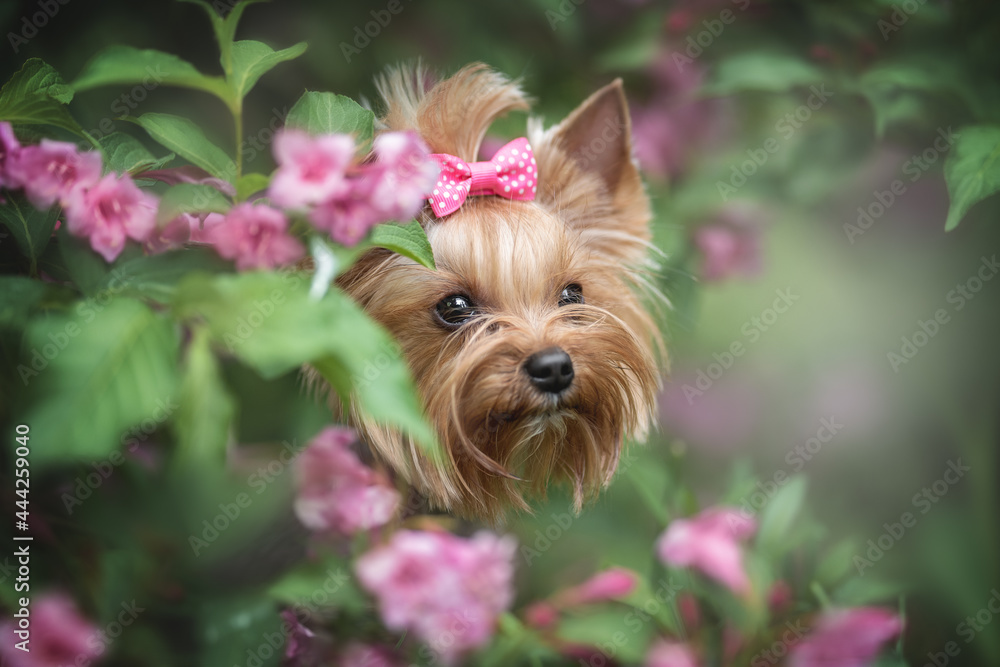 Close-up portrait of a female Yorkshire terrier with a pink bow among flowering thickets in a summer park