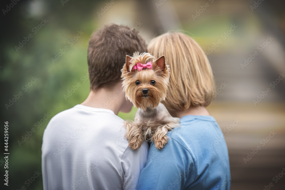 Funny female Yorkshire terrier with a pink bow peeking over the shoulder of a blond woman in a blue T-shirt and a young guy in a white T-shirt Funny female Yorkshire terrier with a pink bow peeking over the shoulder of a blond woman in a blue T-shirt and a young guy in a white T-shirt
