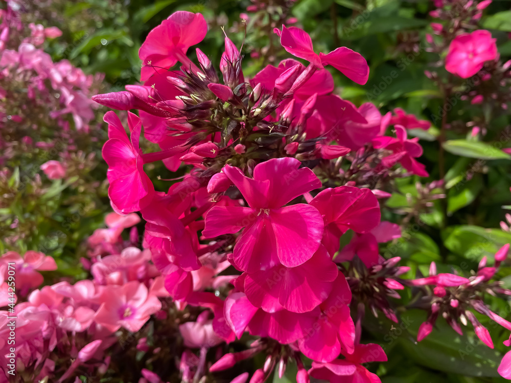 Closeup of isolated pink purple flowers (phlox paniculata) with green leaves Closeup of isolated pink purple flowers (phlox paniculata) with green leaves