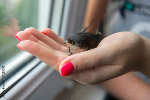 little swallow chick sits on the arm and looks out the window during the rain, keeping birds in captivity