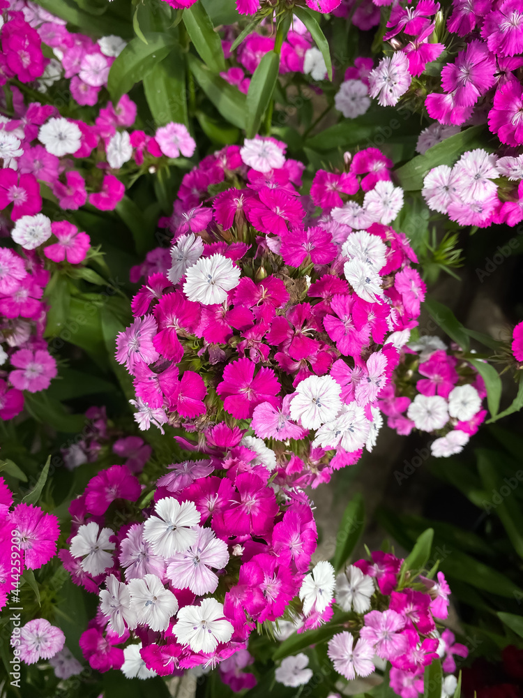 Top view closeup on white, pink and purple flowers (dianthus barbatus) with green leaves