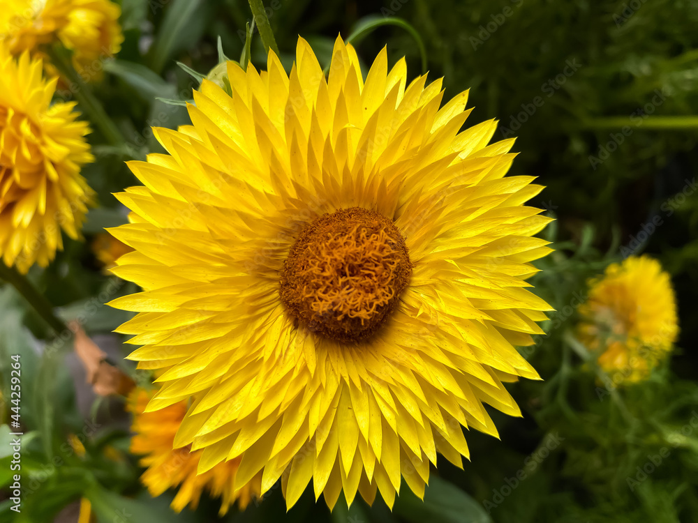 Obraz premium Closeup of yellow flower blossom (bracteantha dreamtime jumbo) with green leaves background (focus on upper petals)