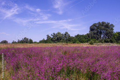 Lavender field in Krasnodar on a sunny summer day against the background of green trees and sky with clouds