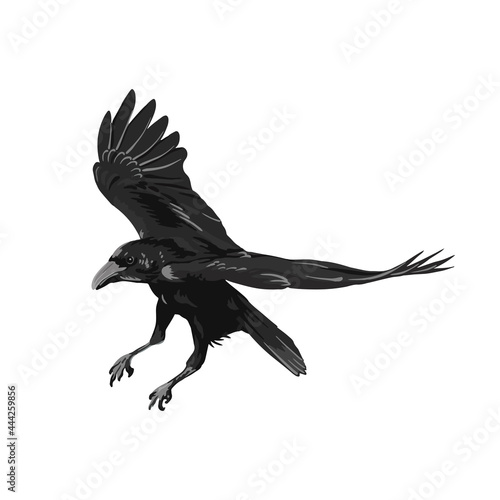 Raven drawing high quality vector illustration.Flying raven.Halloween crow design