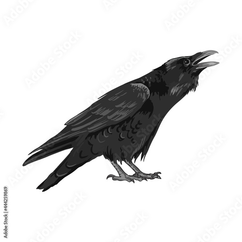 Raven drawing high quality vector illustration.Flying raven.Halloween crow design