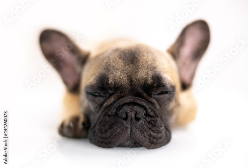 A cute french bulldog puppy © Dan Talson