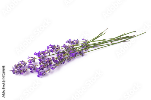 Fototapeta Naklejka Na Ścianę i Meble -  Branches of blooming lavender on a white isolated background.