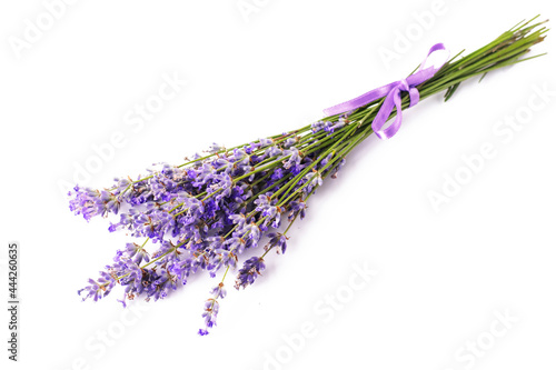 Bunch of blooming lavender on a white isolated background.
