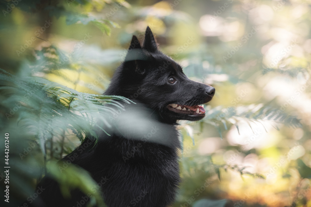 Close-up portrait of a beautiful black schipperke puppy with pink tongue and shiny eyes among thickets of ferns in a dawn summer forest