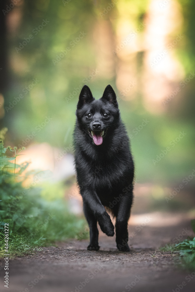 A funny black schipperke puppy with a pink tongue and shining eyes running along the path in the dawn summer forest A funny black schipperke puppy with a pink tongue and shining eyes running along the path in the dawn summer forest