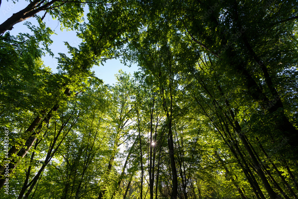 trees with green foliage in the summer trees with green foliage in the summer