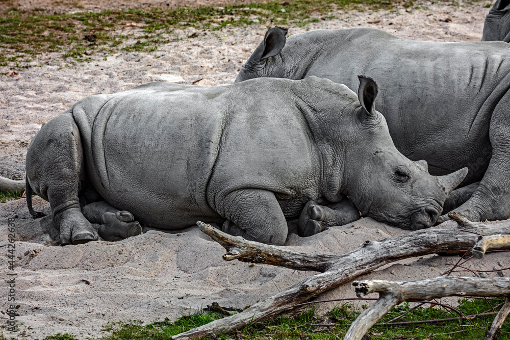 Obraz premium African rhinoceroses on the sand. Latin name - Diceros bicornis