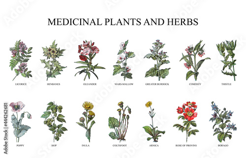 Medicinal plants and herbs collection - vintage illustration from Larousse du xxe siècle photo