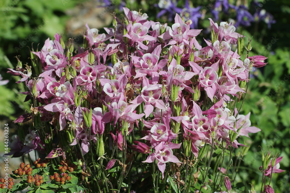 granny's bonnet, columbine in the summer granny's bonnet, columbine in the summer