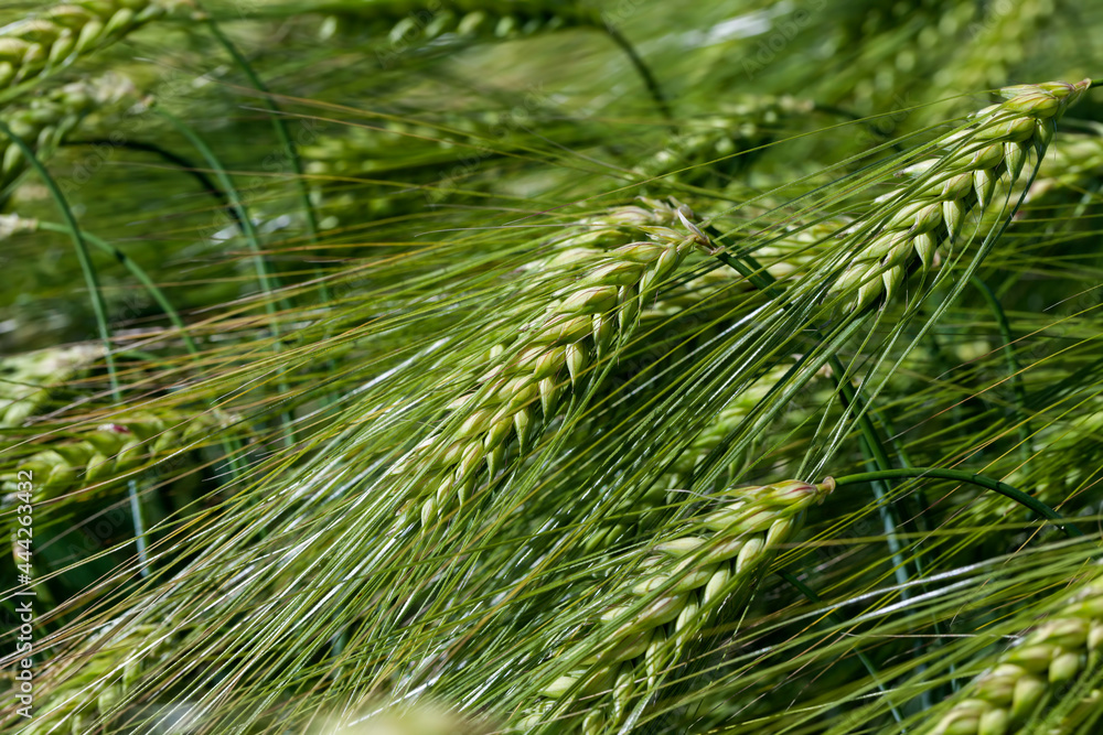rye field with green unripe rye spikelets rye field with green unripe rye spikelets