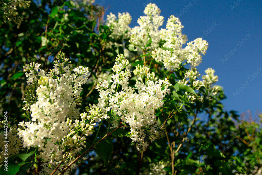 lilac flowers lilac flowers