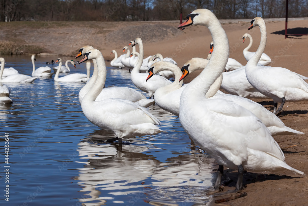 Obraz premium lake or river with swans that came ashore