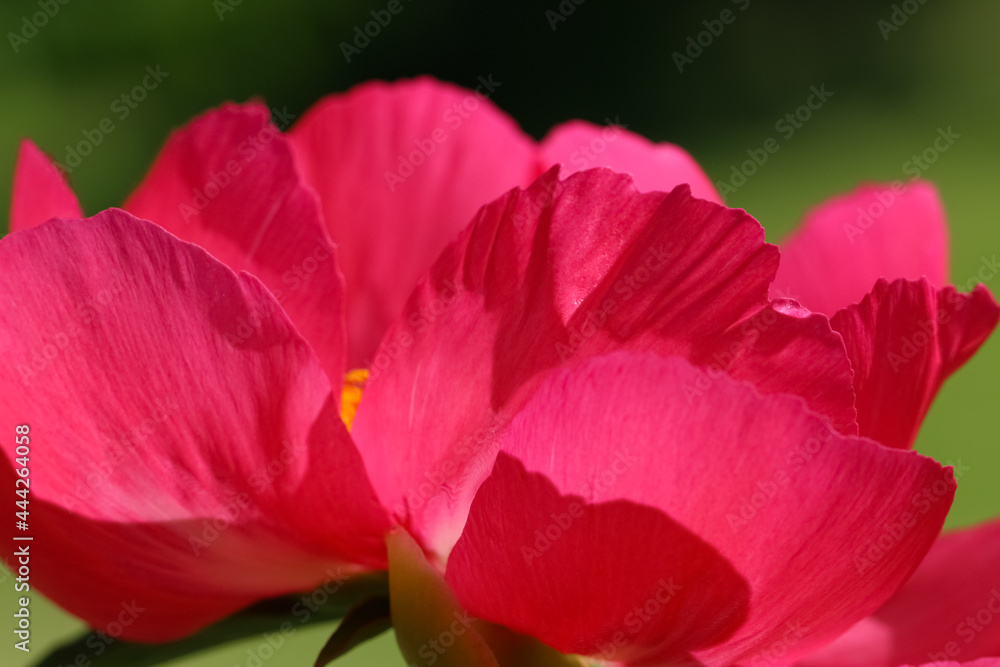 Macro photography of pink paeonia (лат. Scarlet O'Hara) with selective focus in the counter light on a natural blurry dark green garden background Macro photography of pink paeonia (лат. Scarlet O'Hara) with selective focus in the counter light on a natural blurry dark green garden background