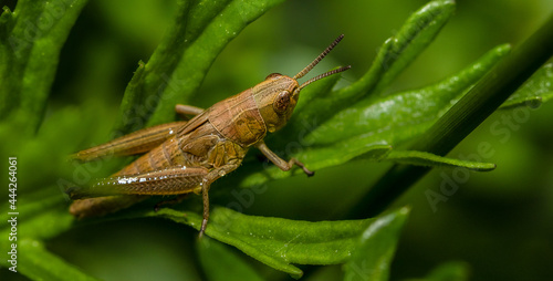 grasshopper on the grass © sabine