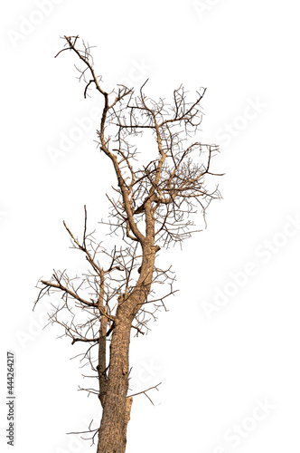 Dry branchs of dead tree with cracked dark bark.beautiful dry branchs of tree isolated on white background.Dry wooden stick from the forest isolated on white background .