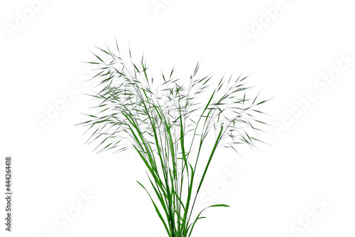Field spikelets isolated on white background. Grass bush for design. Graphic element.