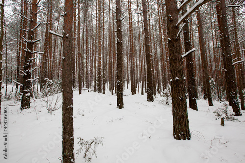 winter weather in the park or forest and pine firs