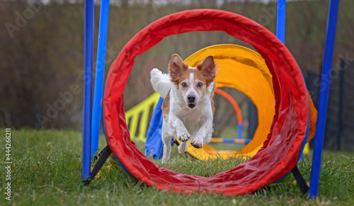 border collie dog hoopers agility photo