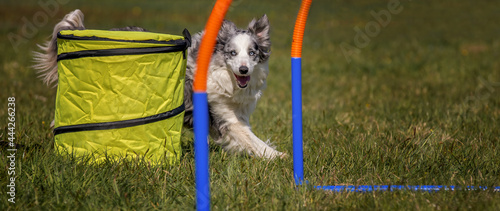 bordercollie hoopers agility