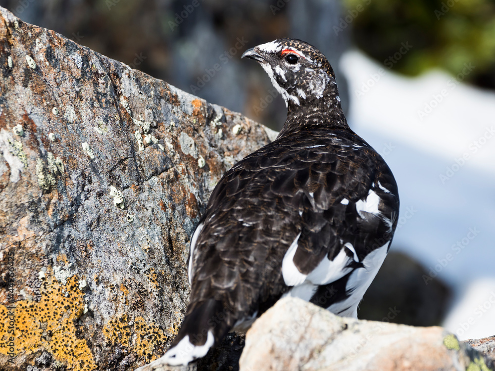 ライチョウ雄(rock ptarmigan)