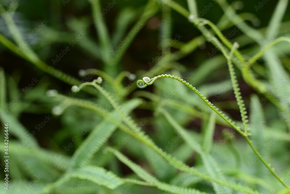 Closeup nature view of beautiful fern on blurred greenery background in garden with copy space for text using as background natural green plants landscape, ecology, fresh cover page concept. Closeup nature view of beautiful fern on blurred greenery background in garden with copy space for text using as background natural green plants landscape, ecology, fresh cover page concept.