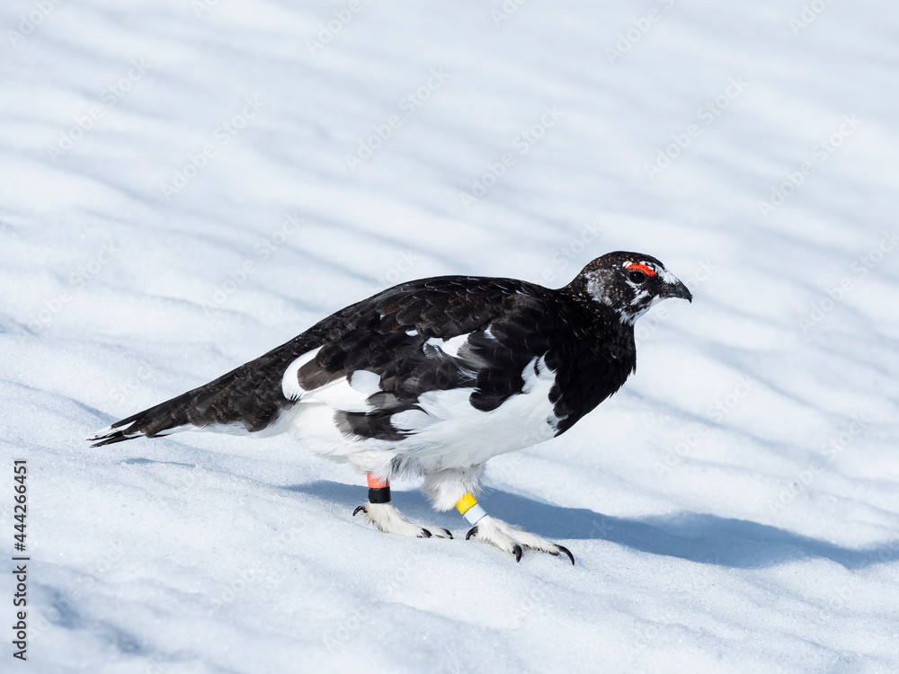 Obraz premium 5月のライチョウ雄(rock ptarmigan)