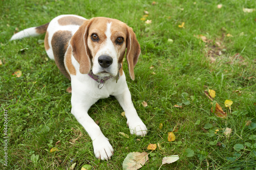Beagle dog tree color in the garden on the green grass. High quality photo