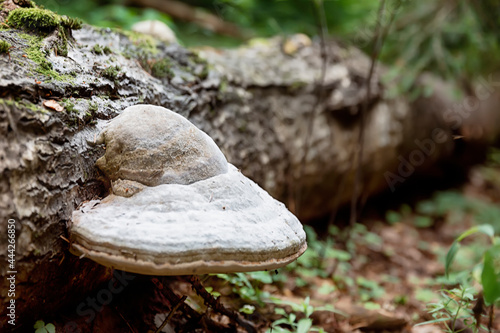 Foto Tinder fungus, mushroom on the trunk of a fallen tree