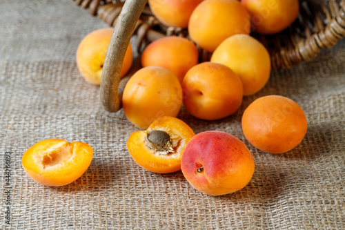 Fresh ripe apricots falling from wicker basket on jute sack.