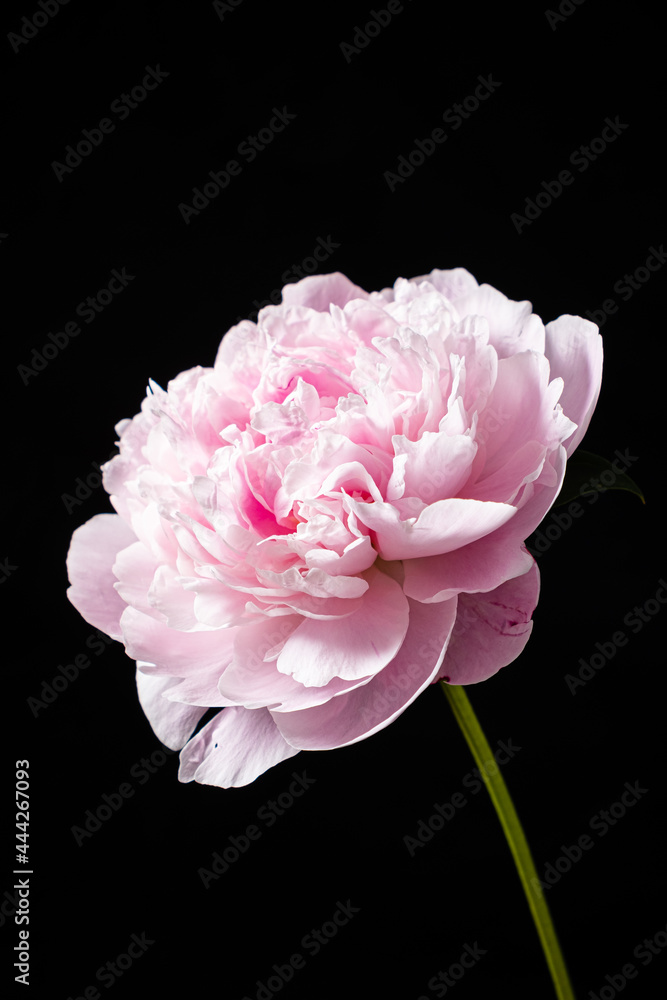 peony on the black background