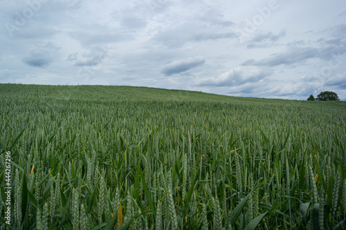 Magnificent ears of elite barley in the field.