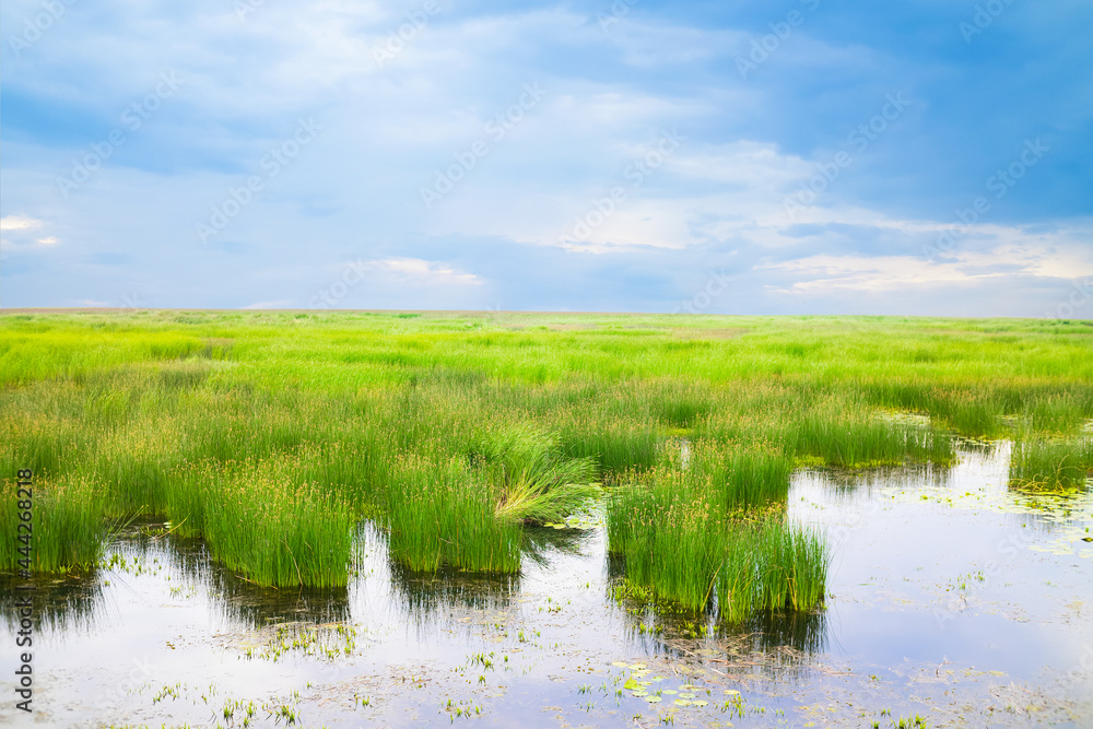 Pond with green grass under blue sky with white clouds, summer water landscape, river, lake or bay.