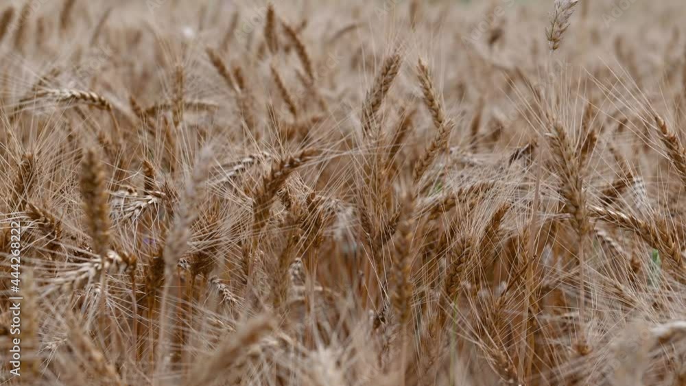 summer golden wheat field on blue sky background. High quality 4k footage summer golden wheat field on blue sky background. High quality 4k footage