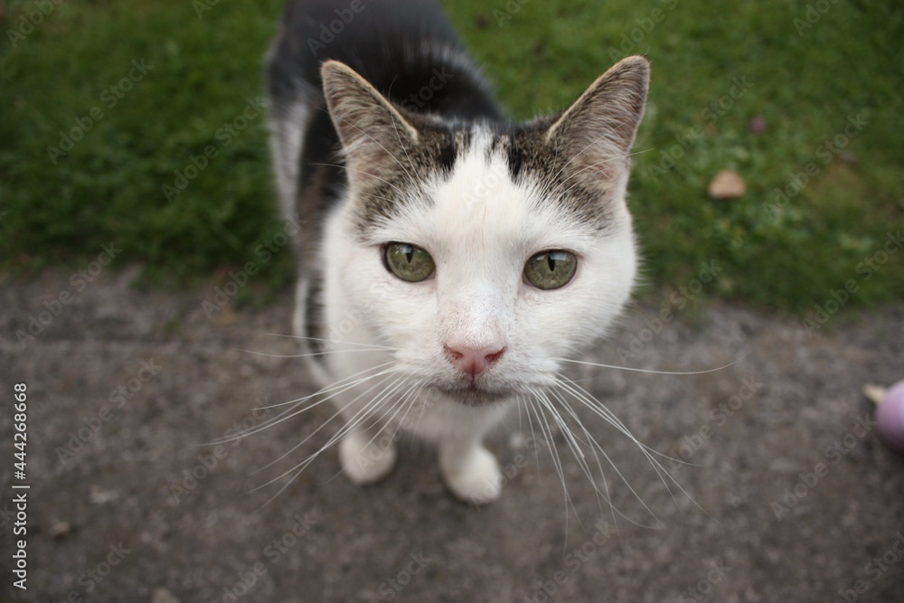 Obraz premium cat on the grass