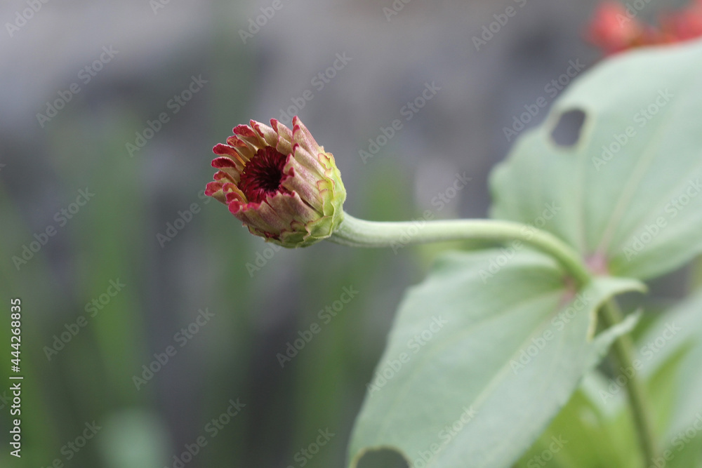 Red paper flowers with yellow pistils and their florets on white and green background isolated with clipping path. Close up. For Nature design. Red paper flowers with yellow pistils and their florets on white and green background isolated with clipping path. Close up. For Nature design.