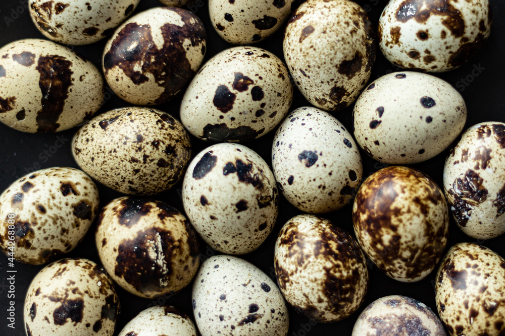 Close up of speckled quail's eggs; full frame background; small birds eggs Close up of speckled quail's eggs; full frame background; small birds eggs