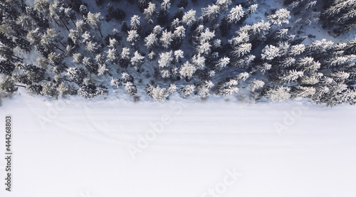 Snowy trees growing in winter woods near glade