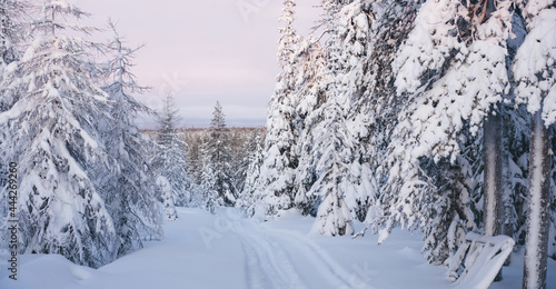 Snowy forest with fresh path © BullRun