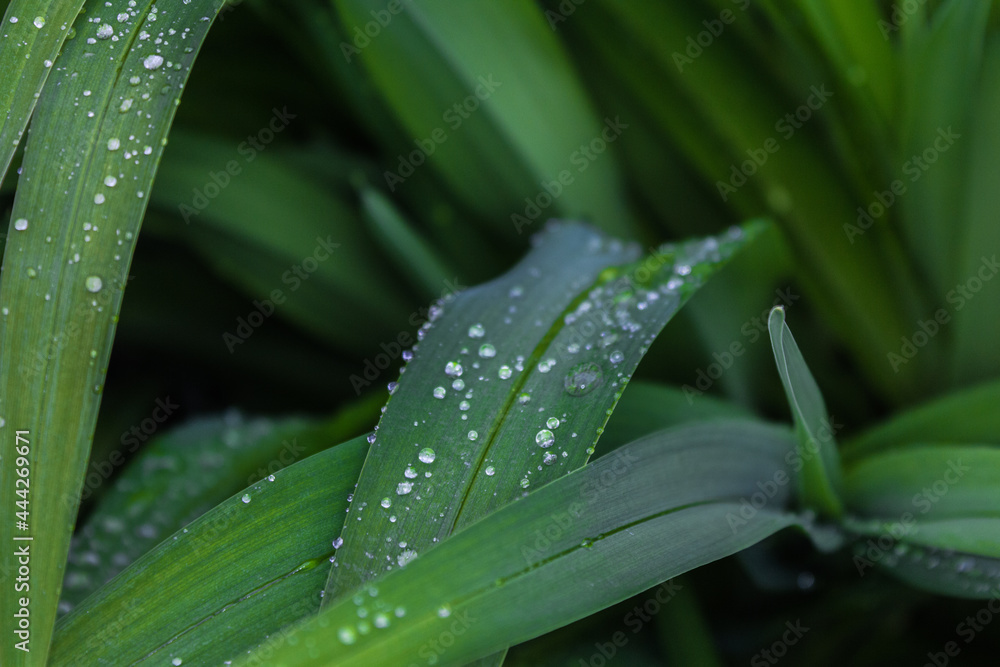 Rain on Leaf Rain on Leaf