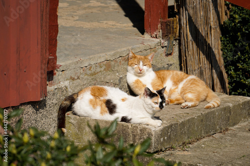 two beautiful cats are lying on stairs in the garden in the sunshine