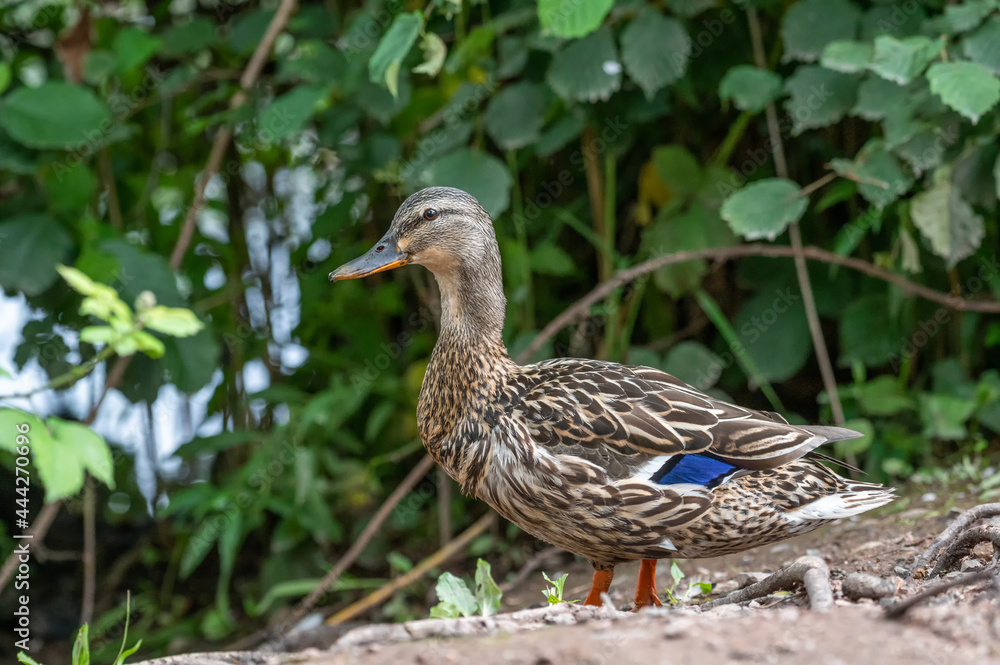 Ente Ente