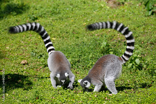 The ring-tailed lemur (Lemur catta) is a large strepsirrhine primate and the most recognized lemur due to its long, black and white ringed tail. It belongs to Lemuridae, one of five lemur families