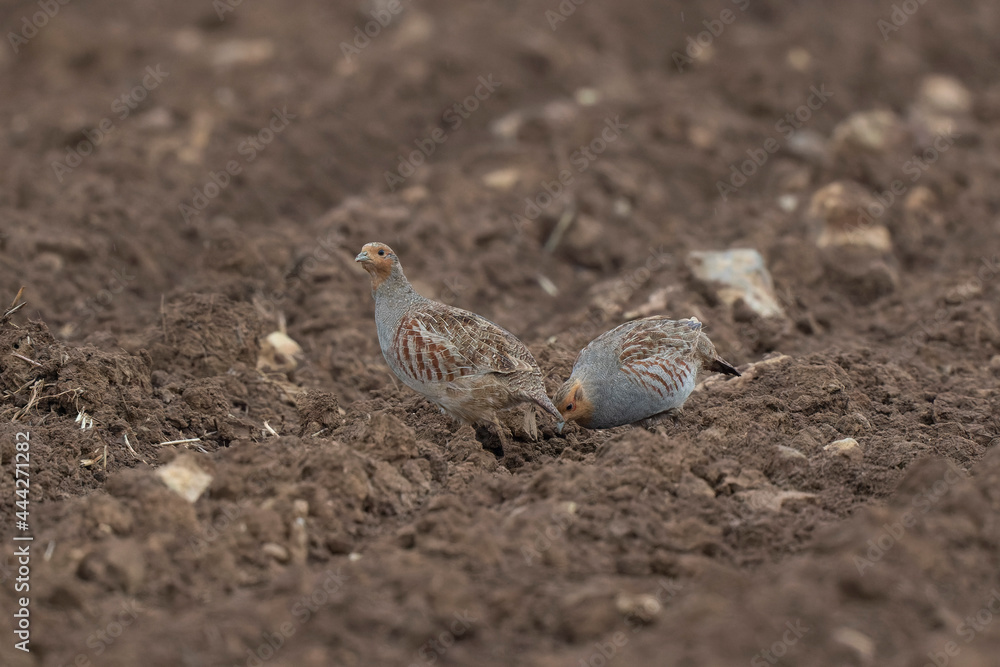 Grey Patridge Perdix perdix in close view Grey Patridge Perdix perdix in close view