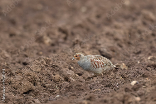 Grey Patridge Perdix perdix in close view