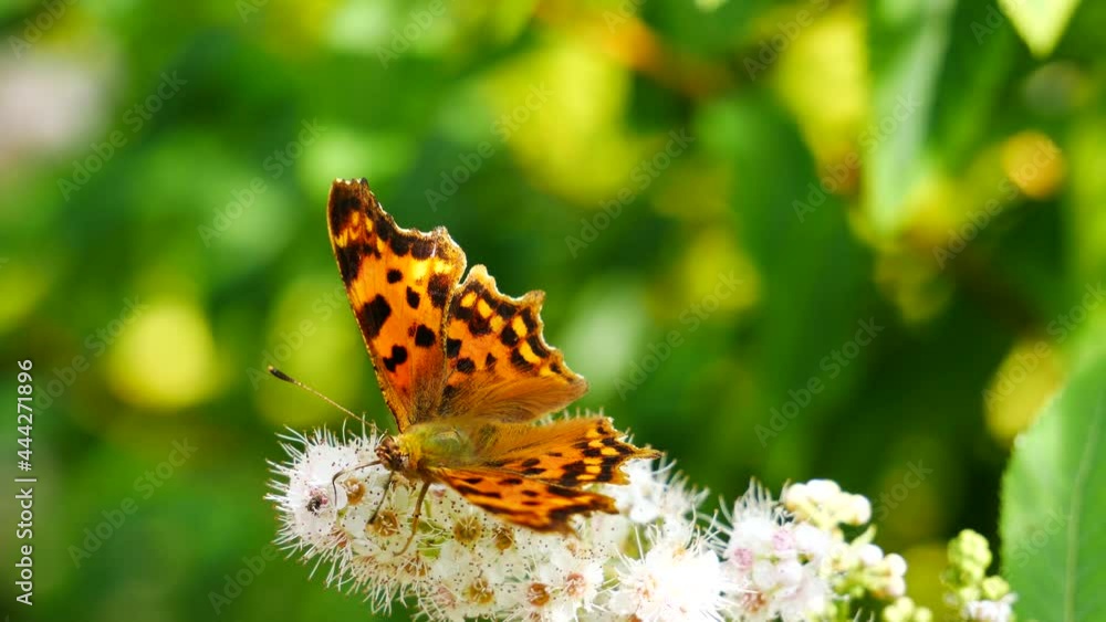 Polygonia c-album eats nectar on a white flower. Polygonia c-album eats nectar on a white flower.